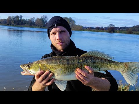 Видео: Рыбалка в Голландии сентябр 2023. Ловим леща, судака, красноперку.