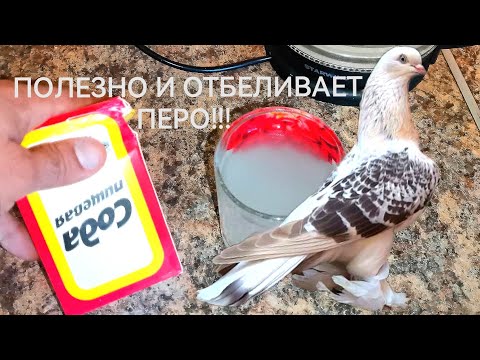 Видео: По просьбам делаю раствор для купания голубей. Пользуюсь больше 5 лет! Pigeon bathing solution