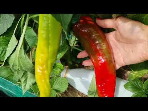 Видео: КАК ПОЛУЧИТЬ ВТОРОЙ УРОЖАЙ ПЕРЦА? Перец не наливается? Учимся различать рабочие и не рабочие побеги.