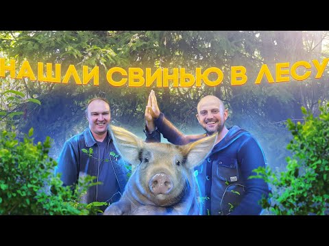 Видео: Собаки показали нам направление ! Нашли свинью в густом лесу , но как загнать её в сарай ?