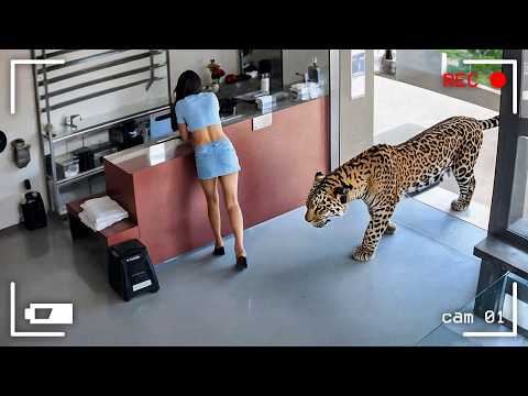 Видео: 200 НЕВЕРОЯТНЫХ ВЕЩЕЙ, СНЯТЫХ НА КАМЕРУ. ЛУЧШЕЕ ЗА МЕСЯЦ