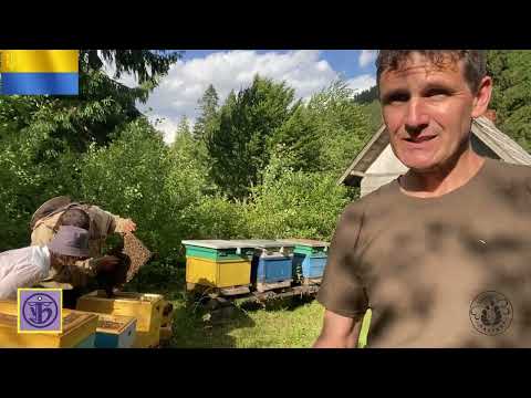 Видео: Популяційне збереження карпатських бджіл - 2025р.