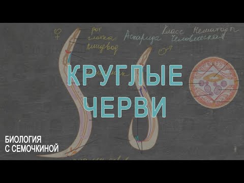 Видео: Круглые черви