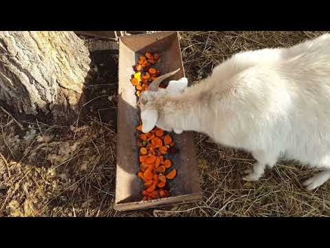 Видео: Про АСД для  коз.