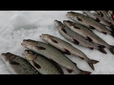 Видео: В ПОГОНЕ за ХАРИУСОМ!РЫБАЛКА на ПЯОЗЕРЕ и лесным ЛАМБАМ!Закрытие сезона 23/24.