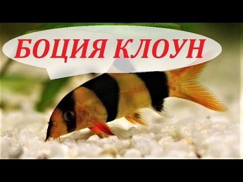 Видео: Боция клоун в аквариуме. Содержание, разведение боций, уход, совместимость, чем кормить.