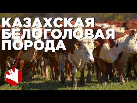Видео: Казахская белоголовая корова | Мясные породы коров | Разведение и содержание коров