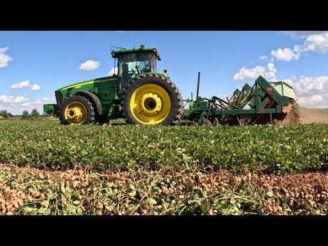 Видео: Копаем арахис