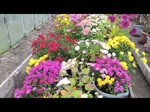 Видео: 2-11-25.Жизнь в деревне.Доделываем дела в огороде.