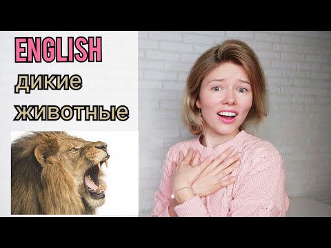 Видео: ДИКИЕ ЖИВОТНЫЕ на английском языке| называю и показываю| 22 слова + тест| wild animals