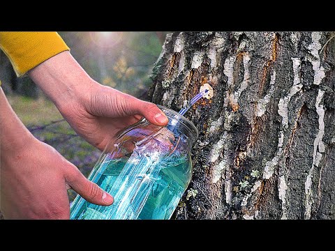 Видео: СКІЛЬКИ СОКУ В ОДНІЙ БЕРЕЗІ?!