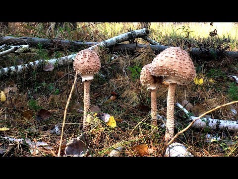 Видео: ГРИБЫ ЗОНТИКИ Macrolepiota procera, ОСЕННИЕ ОПЯТА  Armillaria mellea В ОКТЯБРЕ