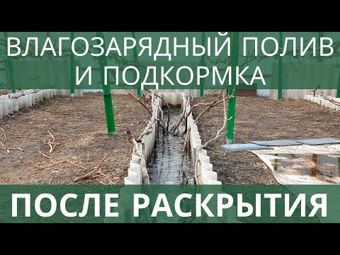 Видео: Весенний влагозарядный полив и подкормка винограда после раскрытия