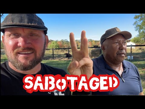 Видео: Соседские коровы: это САБОТАЖ!