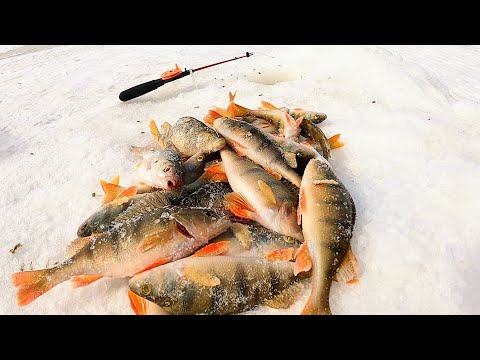 Видео: ЧТО ОСТАЛОСЬ ПОСЛЕ ЗАМОРА? ЗАКОРМИЛ ЛУНКИ И ПОНЕСЛОСЬ! ГОЛОДНЫЕ ПОЛОСАТЫЕ НЕ ДАЮТ ЗАСКУЧАТЬ!