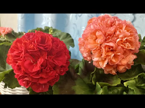 Видео: Низкорослые сорта пеларгонии.