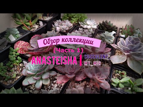 Видео: Обзор коллекции суккулентов (часть 1)