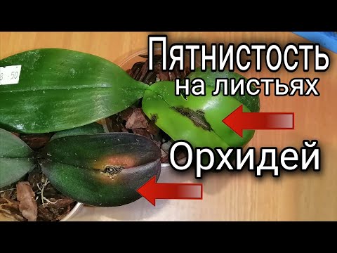 Видео: ПЯТНА на листьях орхидей  Как ОСТАНОВИТЬ и ОБЕЗВРЕДИТЬ правильно.