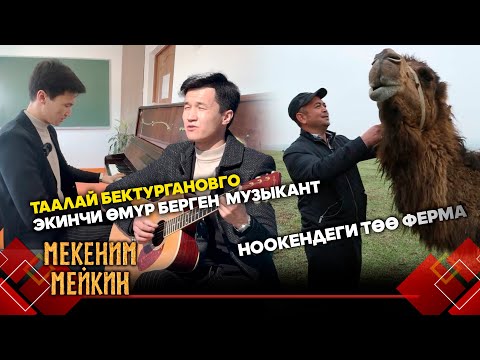 Видео: Ноокендеги төө ферманын сыры жантакта // МЕКЕНИМ МЕЙКИН берүүсү