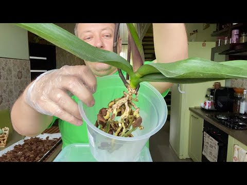 Видео: ОРХИДЕЯ после покупки в магазине, полив орхидеи и ПЕРЕСАДКА после цветения фаленопсиса