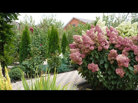 Видео: Осенние дела в саду