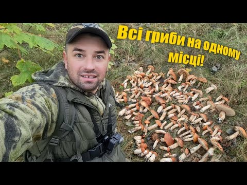 Видео: ГРИБИ РОСТУТЬ БІЛЯ ХАТИ / Знайшов Велику Грибну Поляну / ГРИБИ в ЖОВТНІ 2024