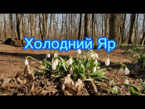 Видео: Підсніжники в Холодному Яру на Черкащині. Психологічна реабілітація.