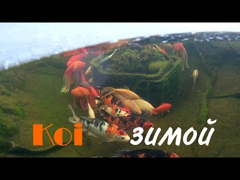 Видео: Что нужно знать о карпах кои зимой