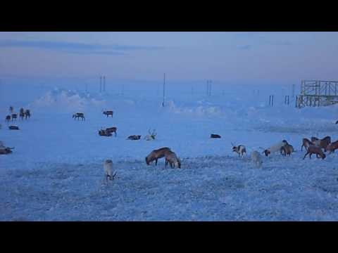 Видео: ЦЕНТРСТРОЙКОМПЛЕКС.ЯМАЛ пос.САБЕТТА 2017 (видео)