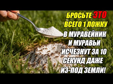 Видео: САДОВОДЫ В ШОКЕ! 1 ЛОЖКА — И НИ ОДНОГО МУРАВЬЯ.ОНИ ИСЧЕЗНУТ ДАЖЕ ИЗ-ПОД ЗЕМЛИ! ПРОВЕРЕННЫЙ СПОСОБ