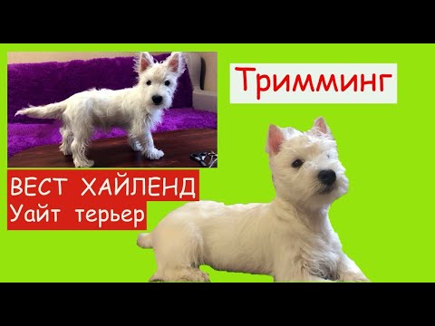Видео: Тримминг  ВЕСТ Хайленд Уайт Терьер  . Первый тримминг щенка вестика