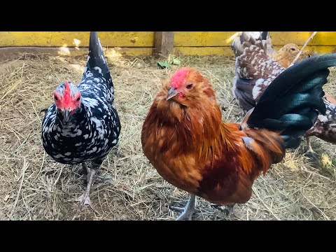 Видео: Бентамочки 🐓 конец лета