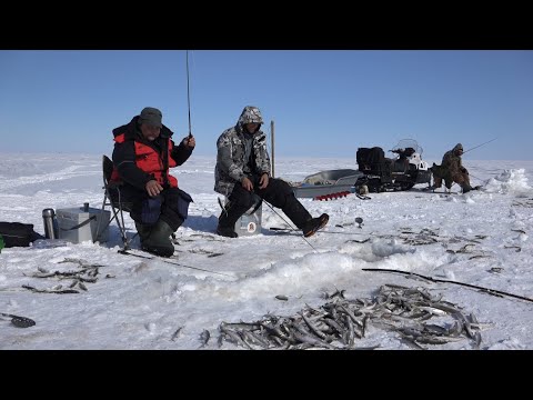 Видео: Зимняя рыбалка корюшки в лимане Амура, напротив Сахалина.