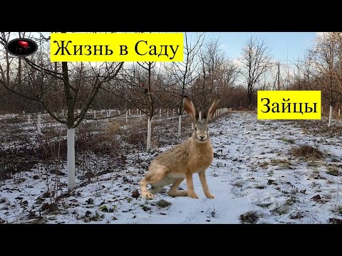 Видео: Зима! Навалили зайцы в Сад!! 6