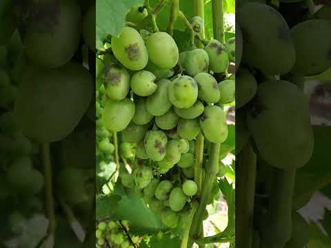 Видео: хорус в жару работает от оидиума