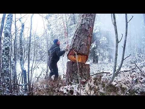 Видео: ЖИВУ ОДИН В ЛЕСУ, В ИЗБЕ ДАЛЕКО НА СЕВЕРЕ