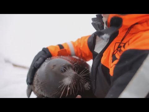 Видео: Крошик-  нерпа, которая предпочла жить с людьми