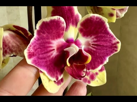 Видео: И снова поступление орхидей. Сансет Лав, Сладкая Девочка, Сезам, Единорог, Роттердам, Тамара и тд)