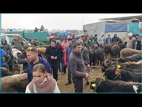 Видео: Бир ЖАШТАН ЭКИ ЖАШКА ЧЕЙИНКИ ТОРПОКТОР БУКАЛАР ТАРТЫЛГАН ТАСМА ТОКМОК МАЛ БАЗАР 26-ОКТЯБРЬ 2025ж