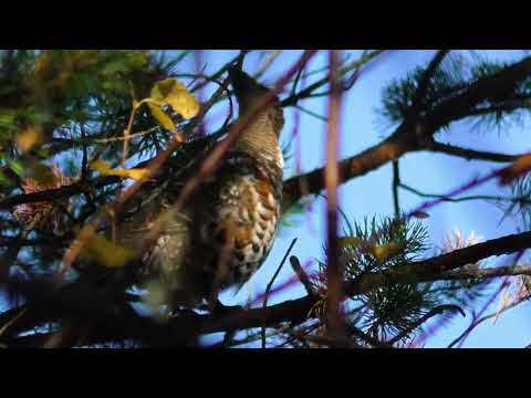 Видео: 22lr / ОХОТА НА РЯБЧИКОВ