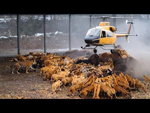 Видео: То, Что Произошло в Зоопарке США Шокировало Мир