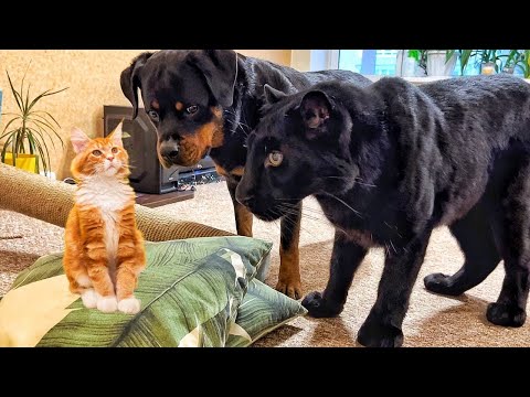 Видео: Как пантера Луна и Венза реагируют на кошку🐕🐆😸/ Луна любит копченые ребрышки🙈