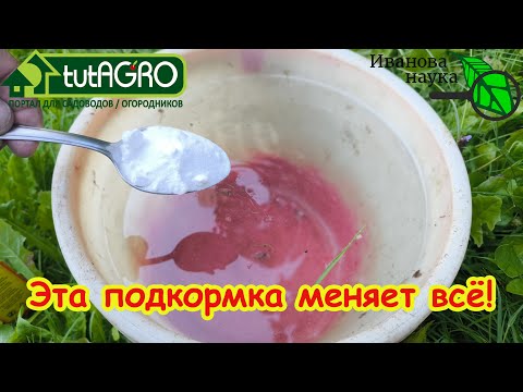 Видео: Подкормка для СЛАДКОЙ свеклы, о которой никто не знал! Больше не тратьте время на невкусную свеклу!