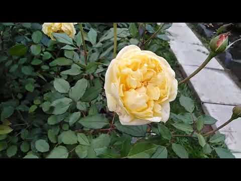 Видео: саженцы роз из питомника РОЗА - КУБАНЬ и небольшая прогулка