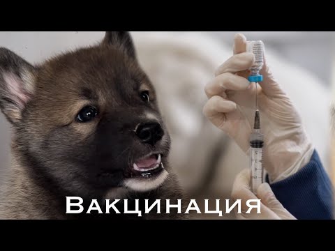 Видео: Что ОБЯЗАТЕЛЬНО нужно делать в первые 3 месяца щенка! Вакцинация/осмотр