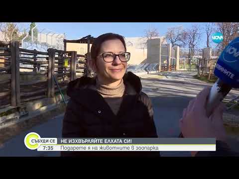 Видео: След Коледа: Елхи стават лакомство за животните в зоопарка във Варна