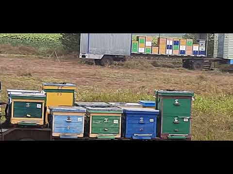 Видео: Моя пасека (Лисенок на пасеке  - воровливый)