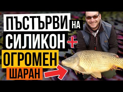 Видео: Платени пъстърви и ОГРОМЕН ШАРАН на ТРЕБИЧ!