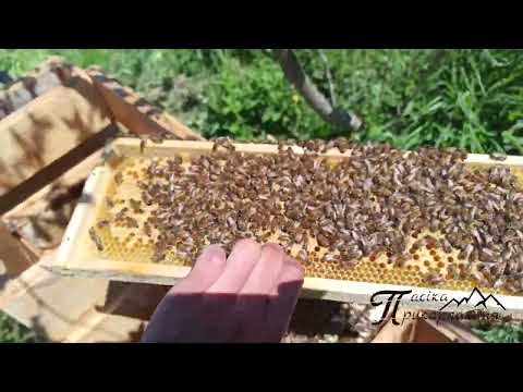 Видео: Розширення пасіки I Відводки I  Збільшення вуликів