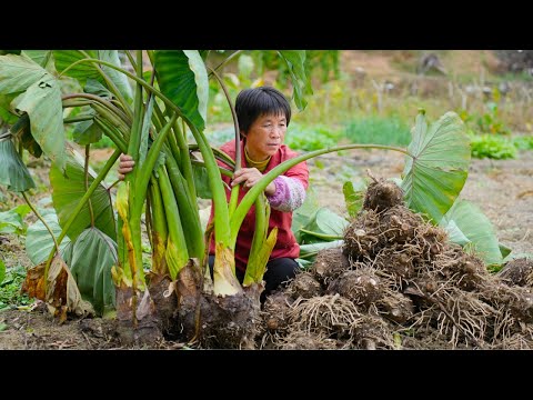 Видео: Выкопайте таро из орехов бетеля, потушите мясо и суп и приготовьте два вида ароматных лепешек таро.